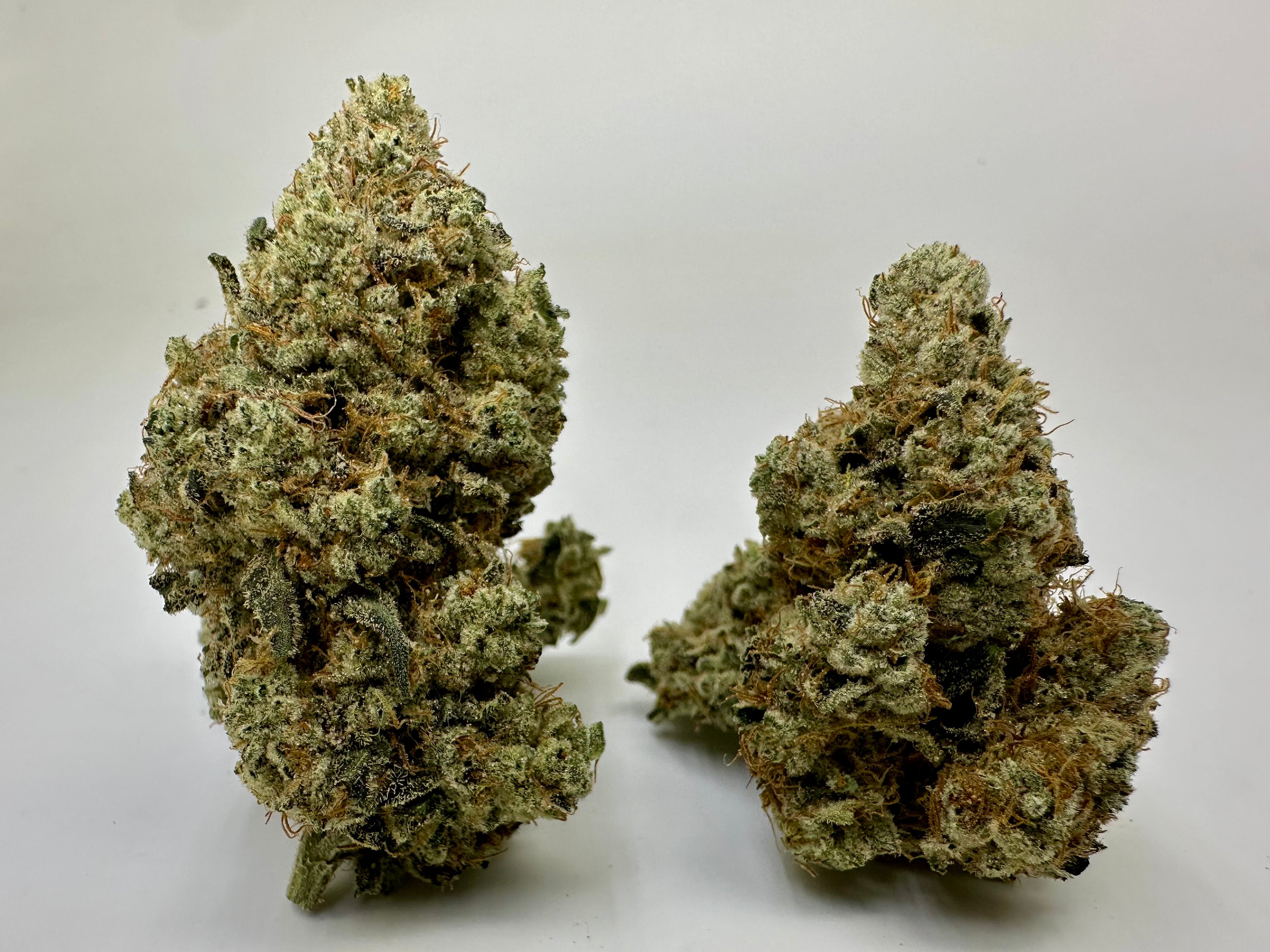* Exclusive Indoor* CINDERELLA 99
