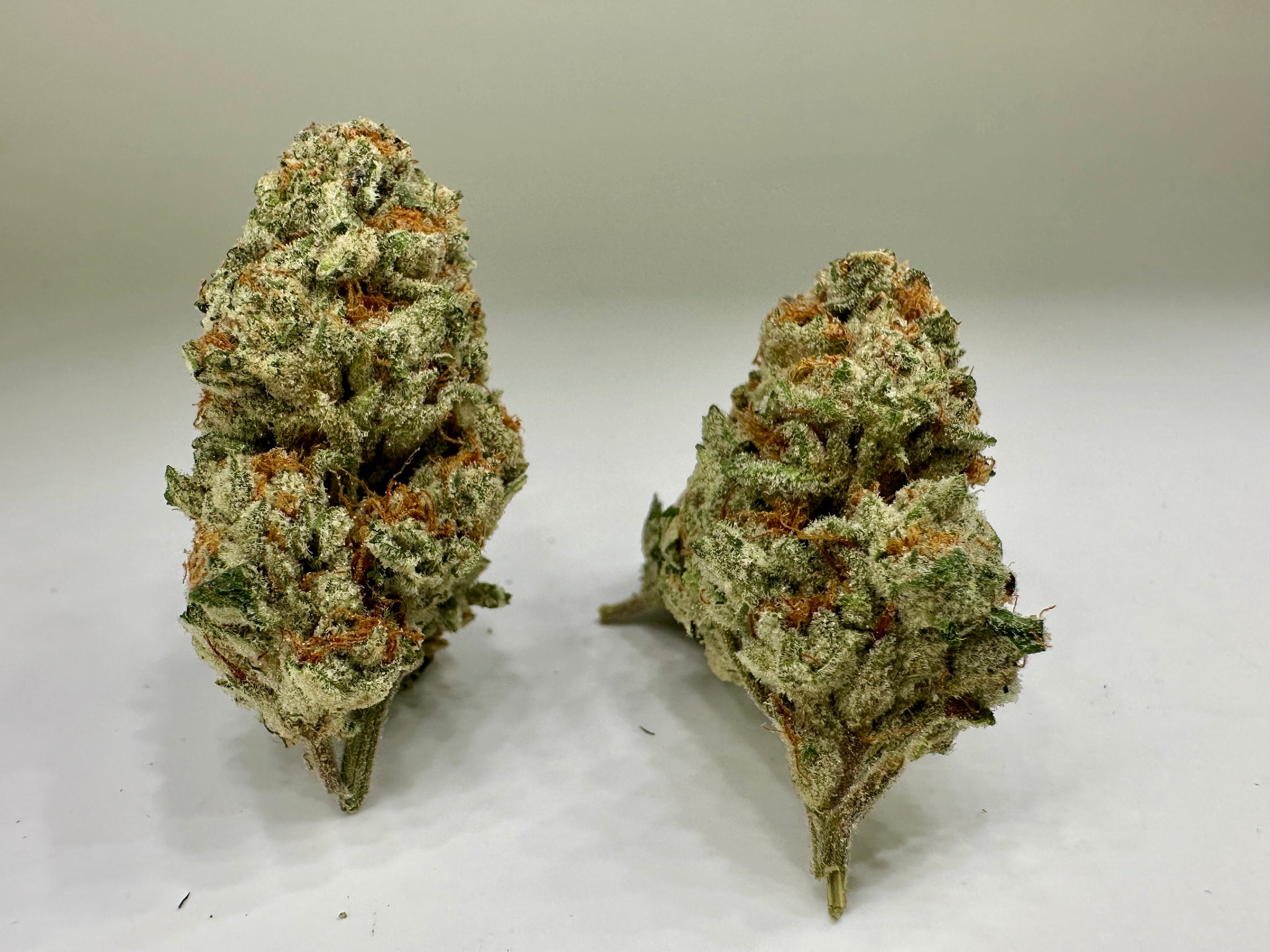 *INDOOR* BERRY WHITE (Hybrid)