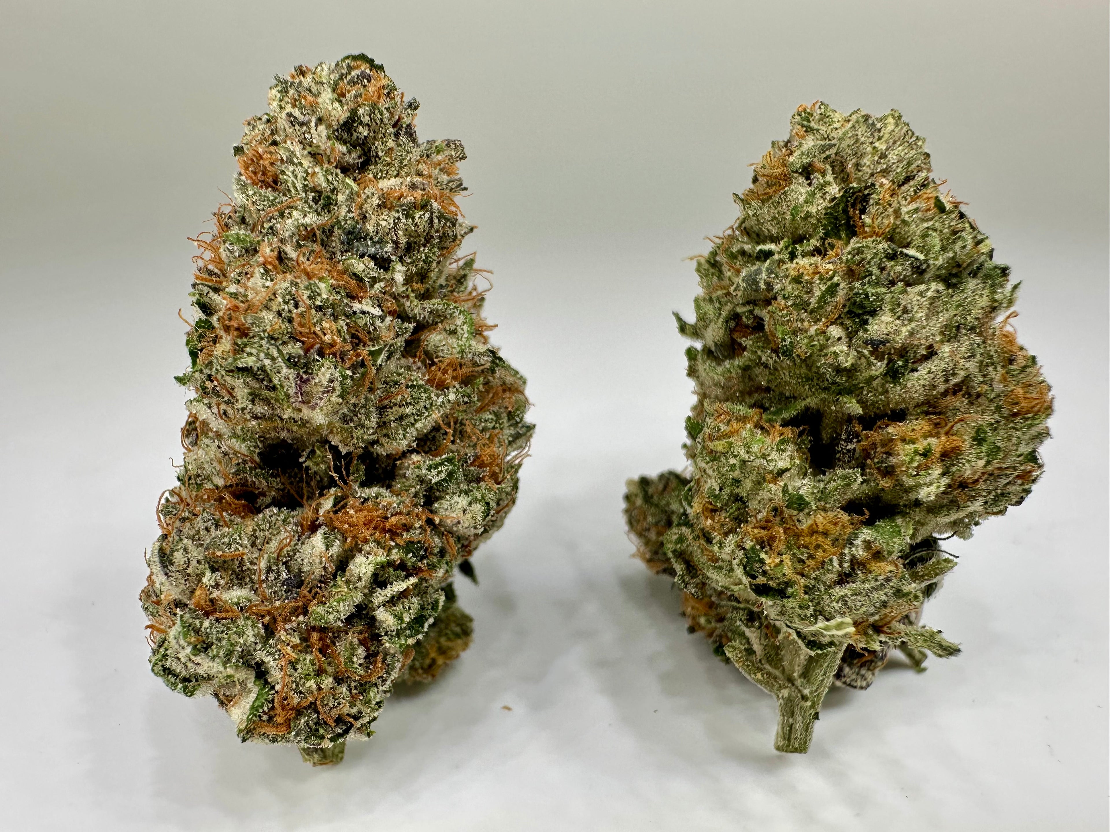 *INDOOR* BLACK MAGIC (Indica dom. hybrid)