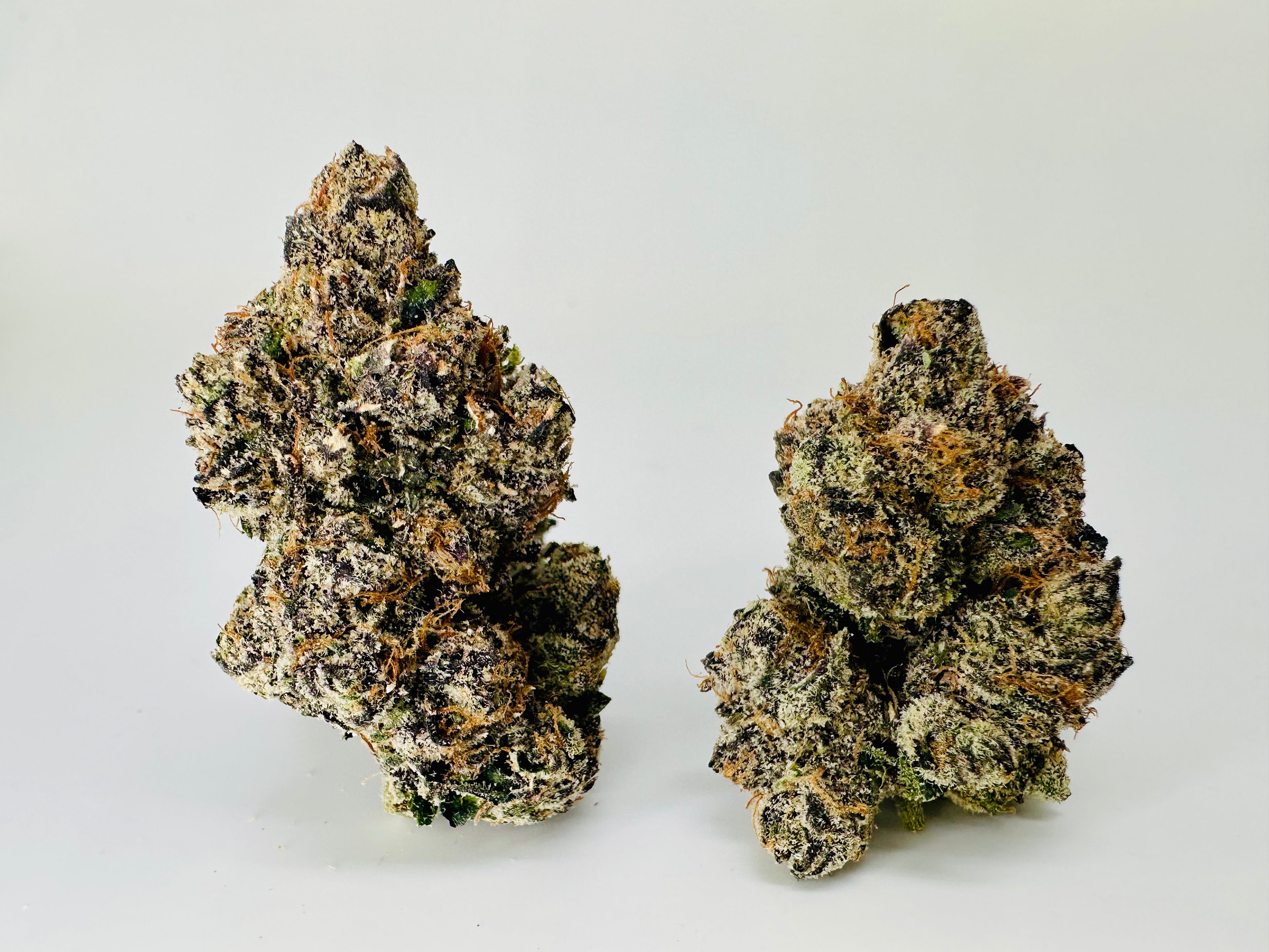 * INDOOR * SHERBLATO (Hybrid)