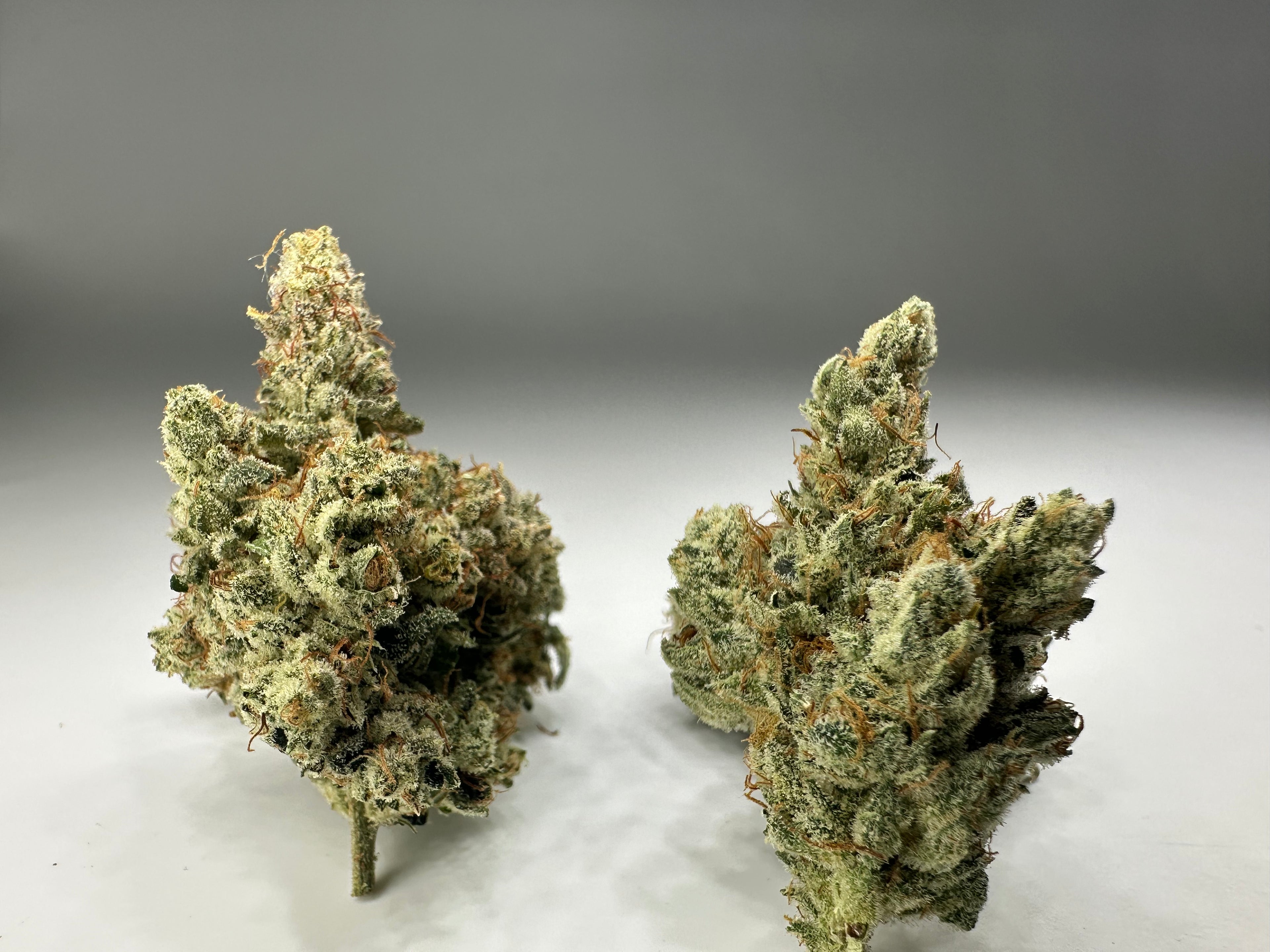 *Indoor* GORILLA GLUE #4