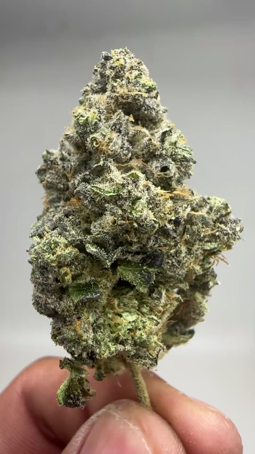 MAKAVELI OG : AKA TUPAC PURE KUSH