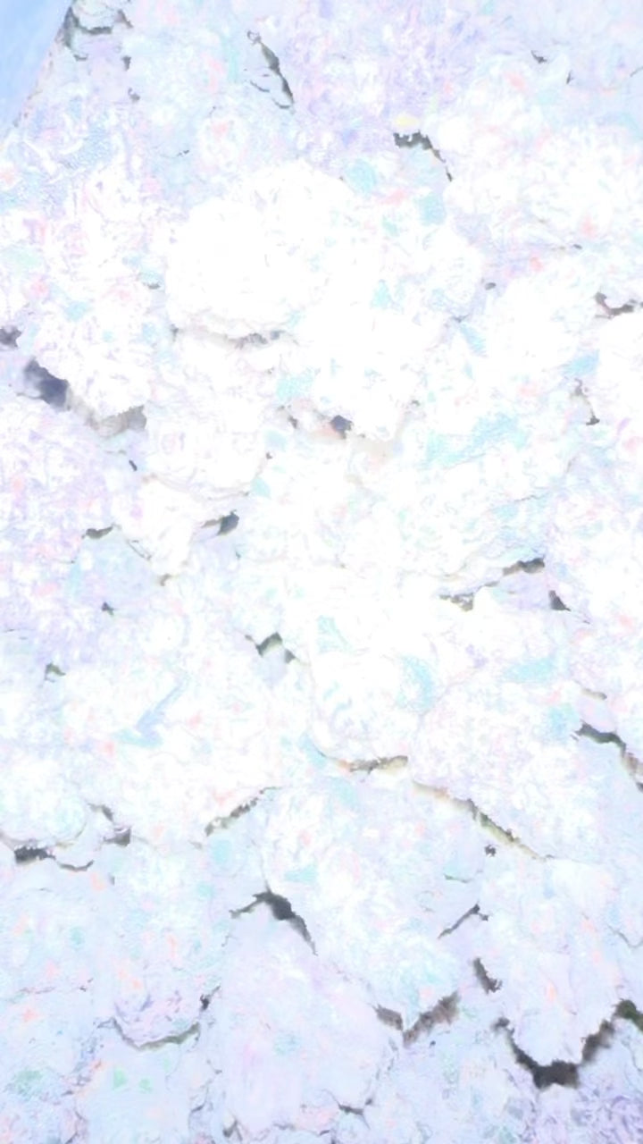 *EXCLUSIVE * BLUE LOBSTER