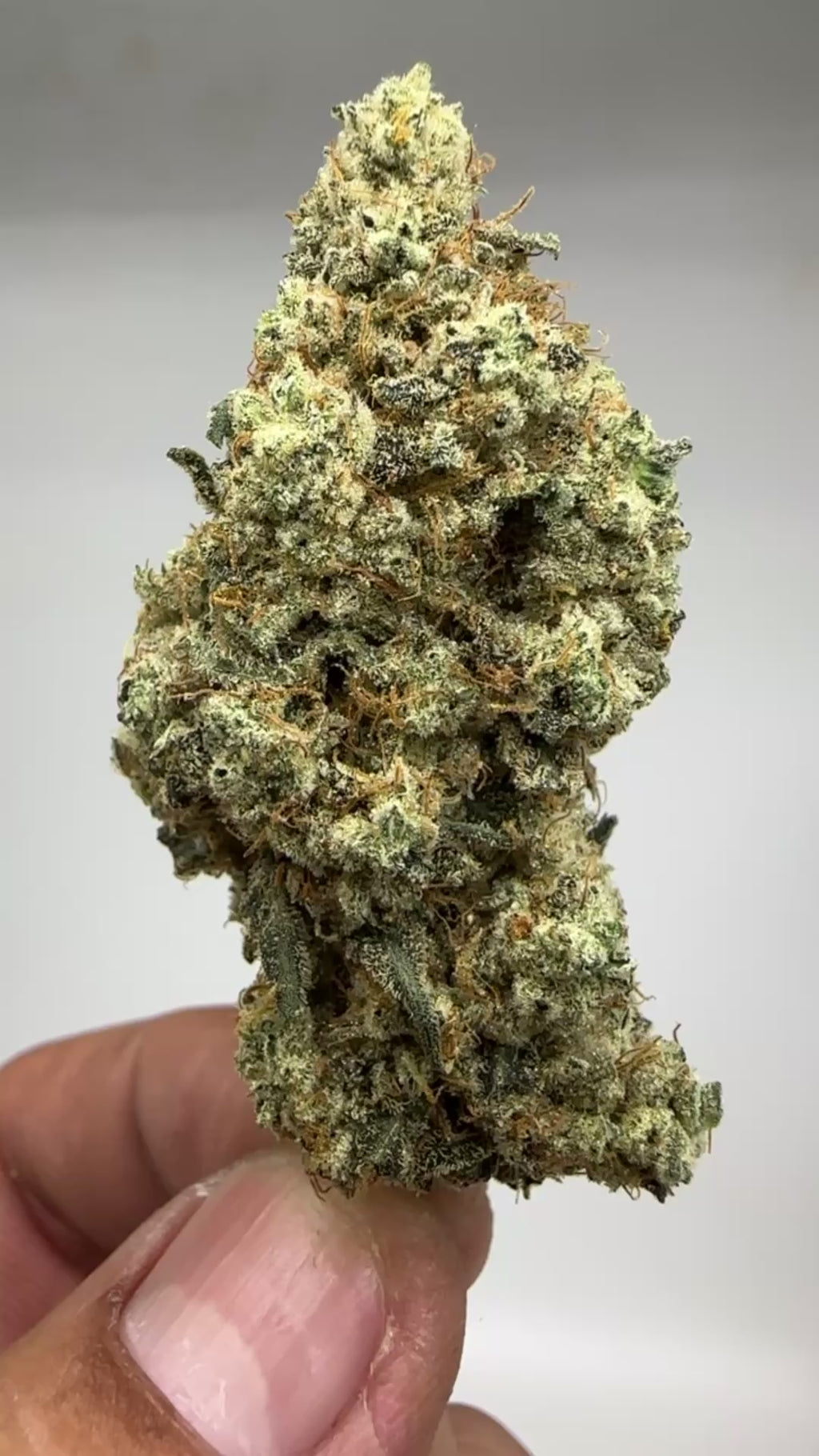 * Exclusive Indoor* CINDERELLA 99