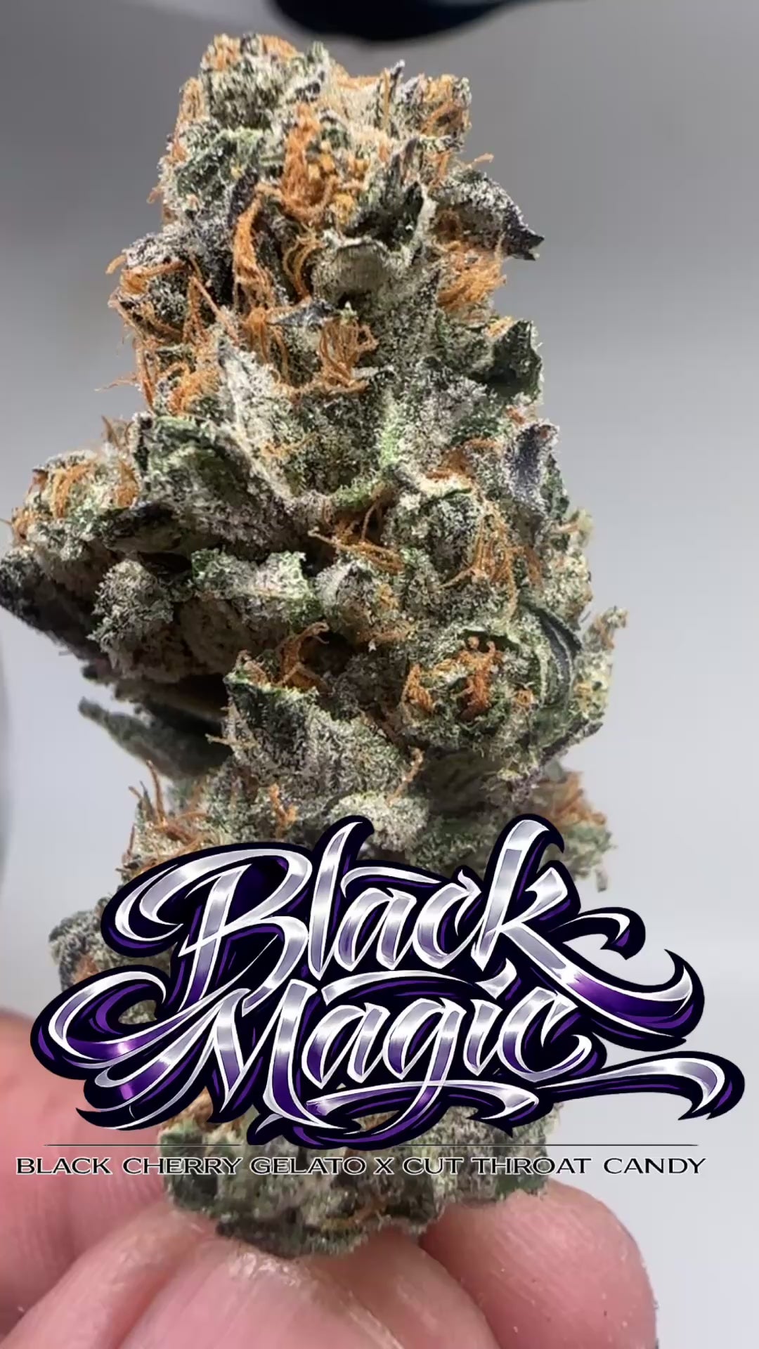 *INDOOR* BLACK MAGIC (Indica dom. hybrid)