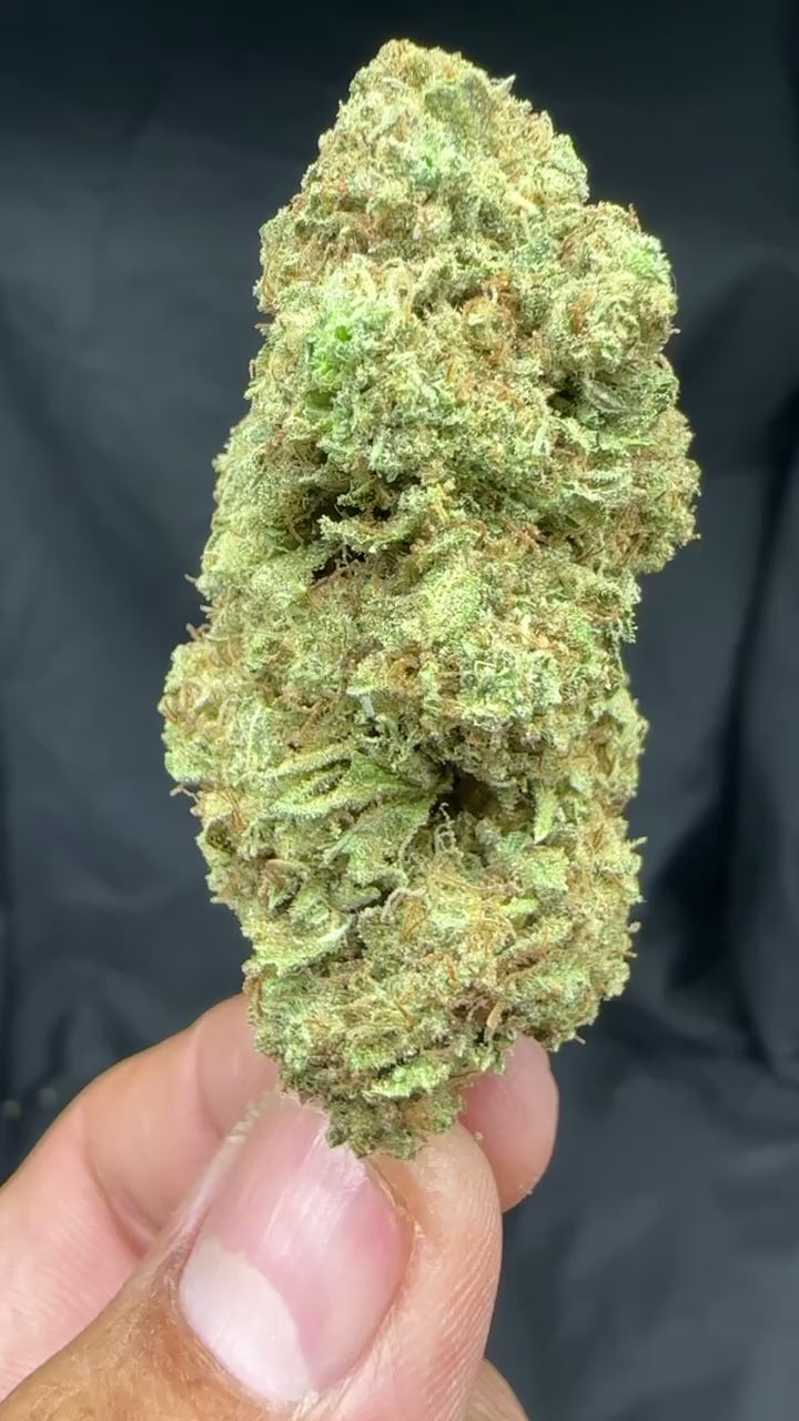 *Indoor* CANDYLAND