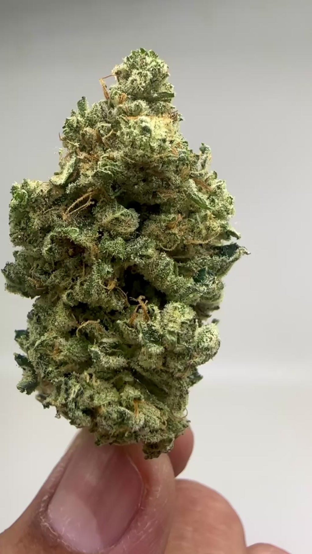 *EXCLUSIVE INDOOR* KRAZY GLUE