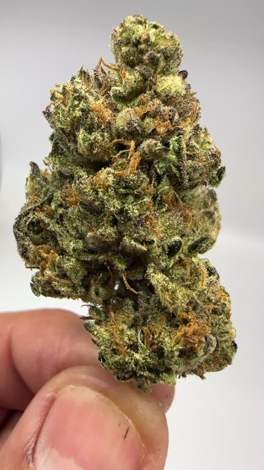 *Indoor* Strawberry Banana (Hybrid)