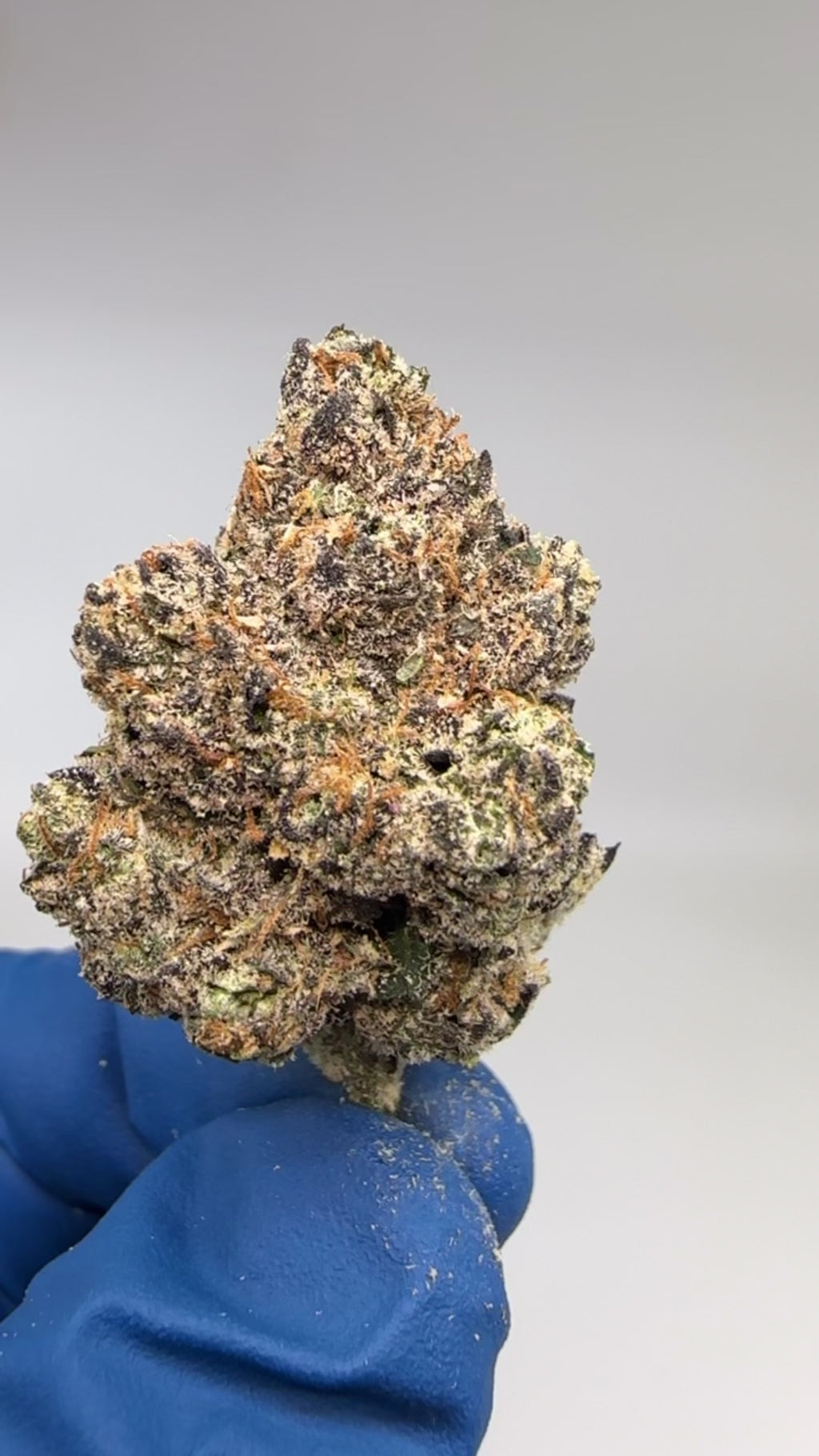 * INDOOR * SHERBLATO (Hybrid)