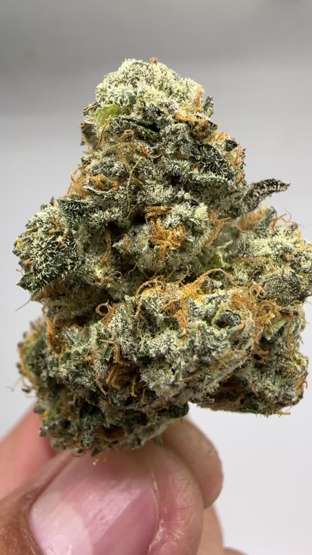 *Exclusive Indoor* Sour Pebbles