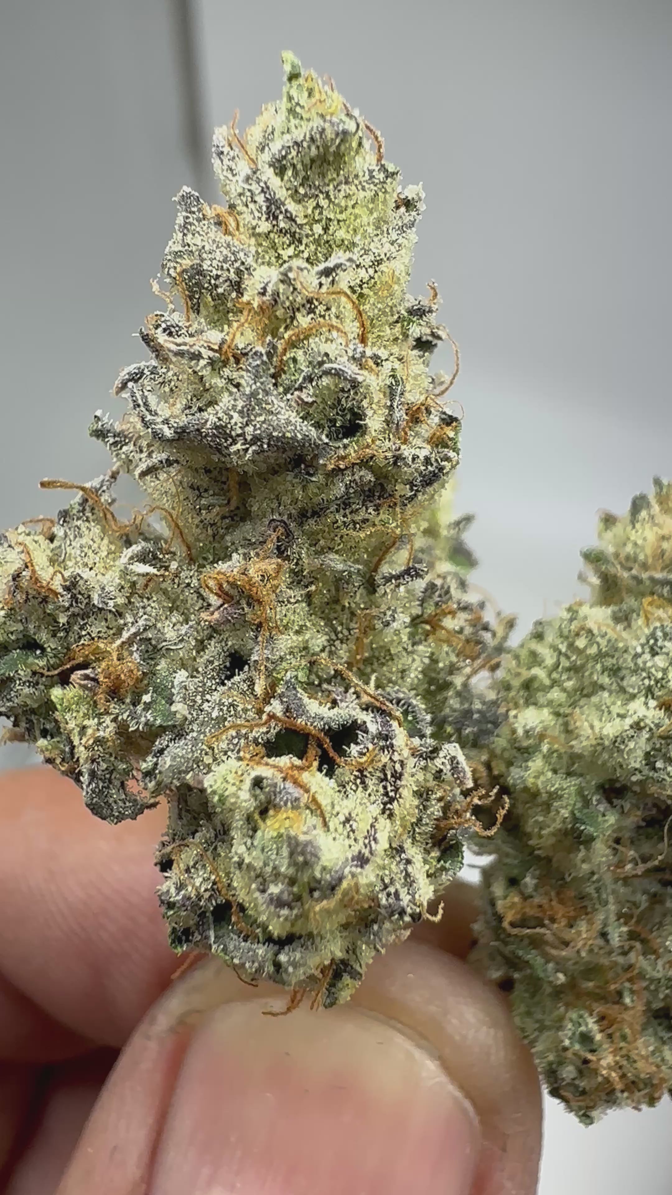 *Exclusive Indoor* OGKB ( indica Dom. hybrid)