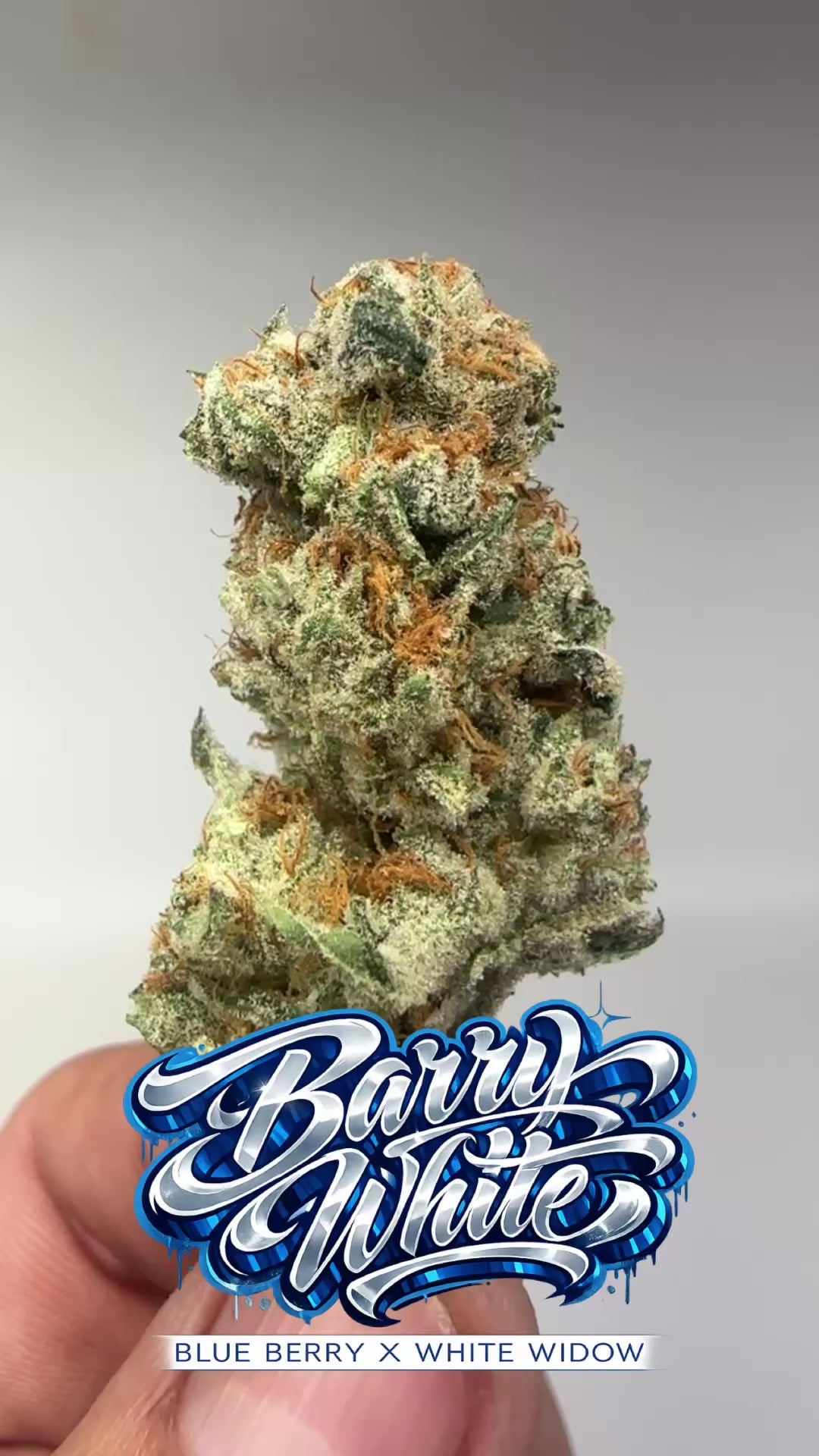 *INDOOR* BERRY WHITE (Hybrid)