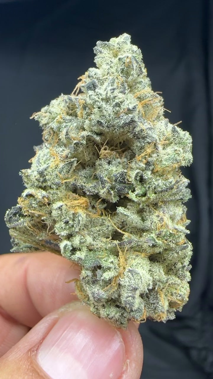 *EXCLUSIVE * INDOOR APPLE DRIP